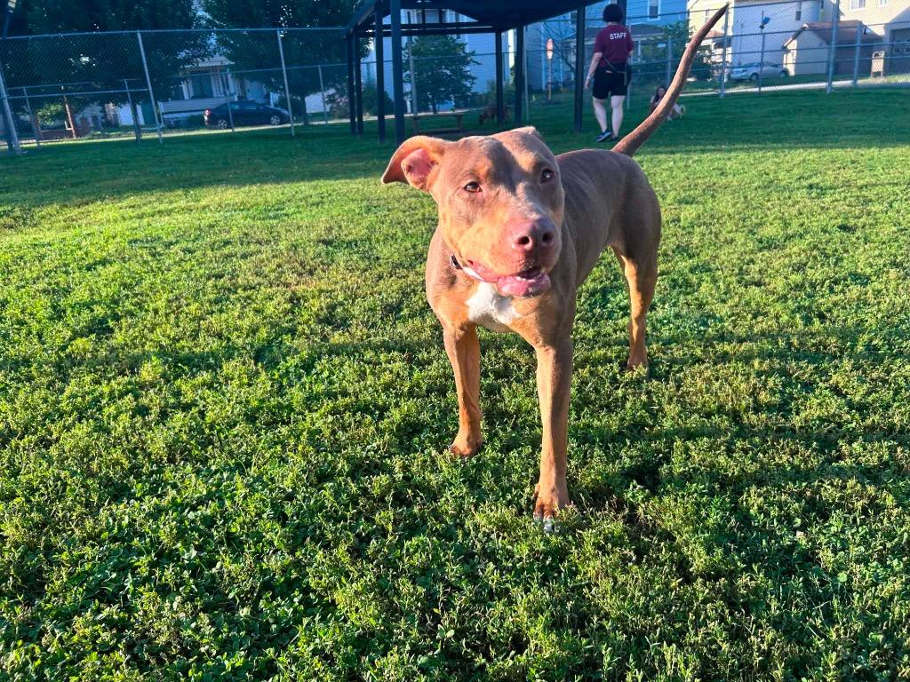 Enlarge Willow, a Adoptable mixed breed in New Kensington, PA image 4/6