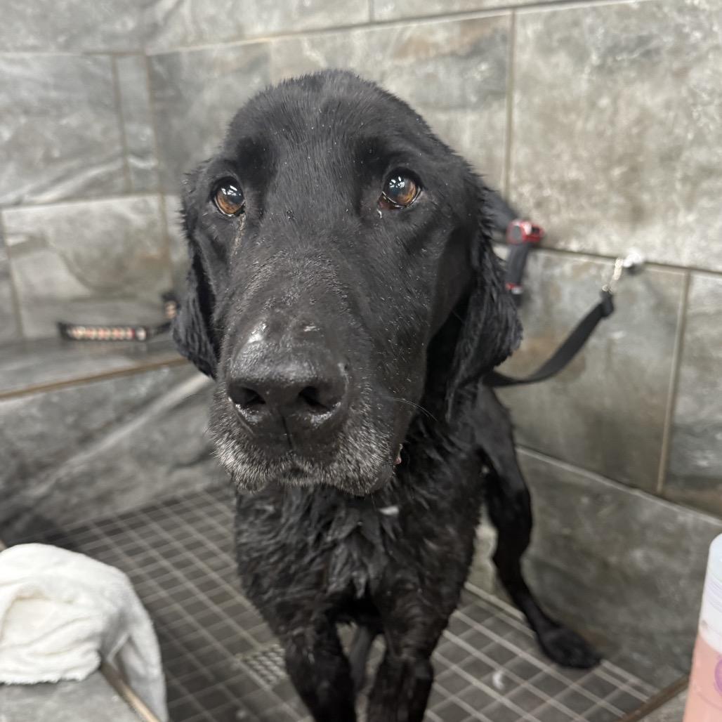 Taz, Adoptable, Senior Male Black Labrador Retriever.