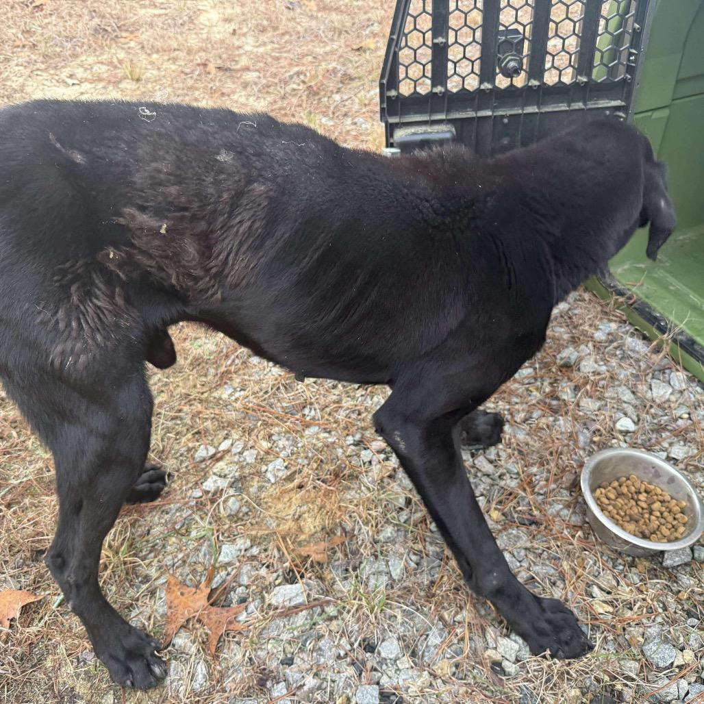 Enlarge Taz, a Adoptable Black Labrador Retriever in Aberdeen, NC image 2/2