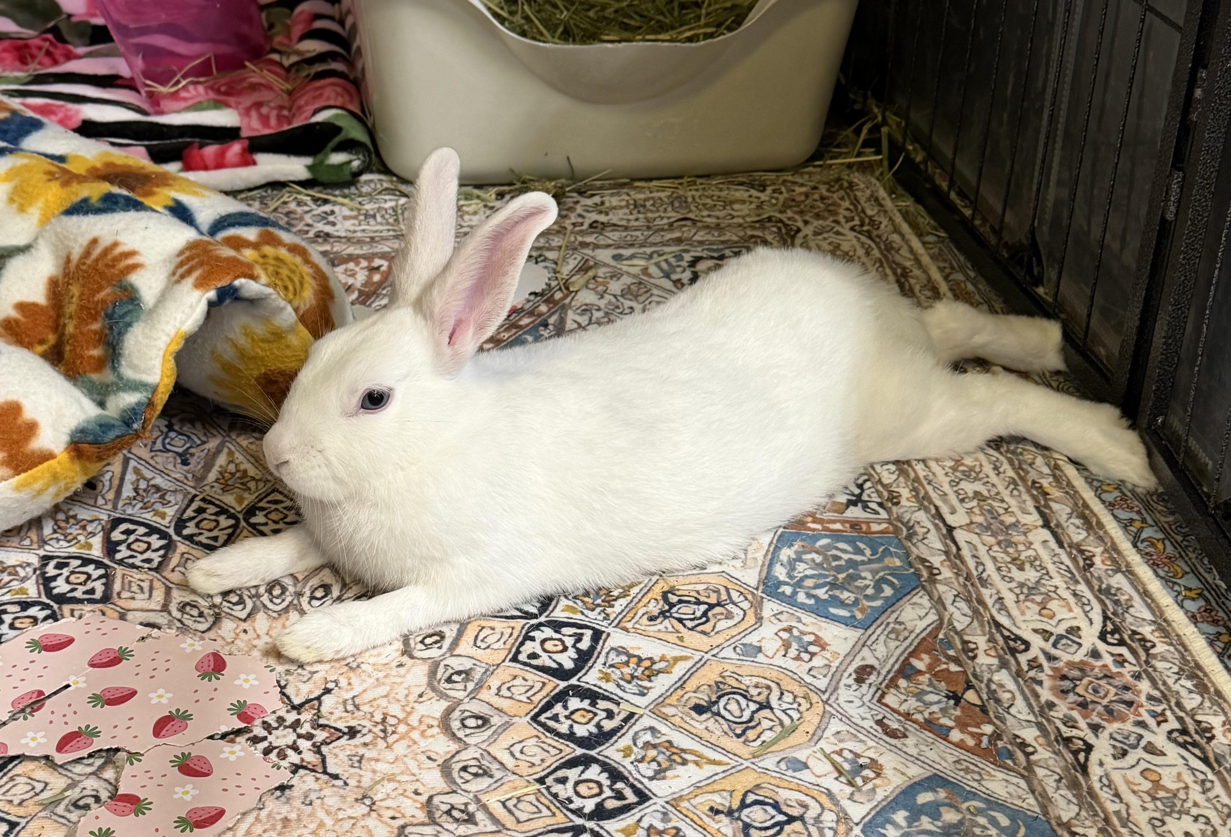 Enlarge SKY, a Adoptable mixed breed in Forest Hills, NY image 5/6