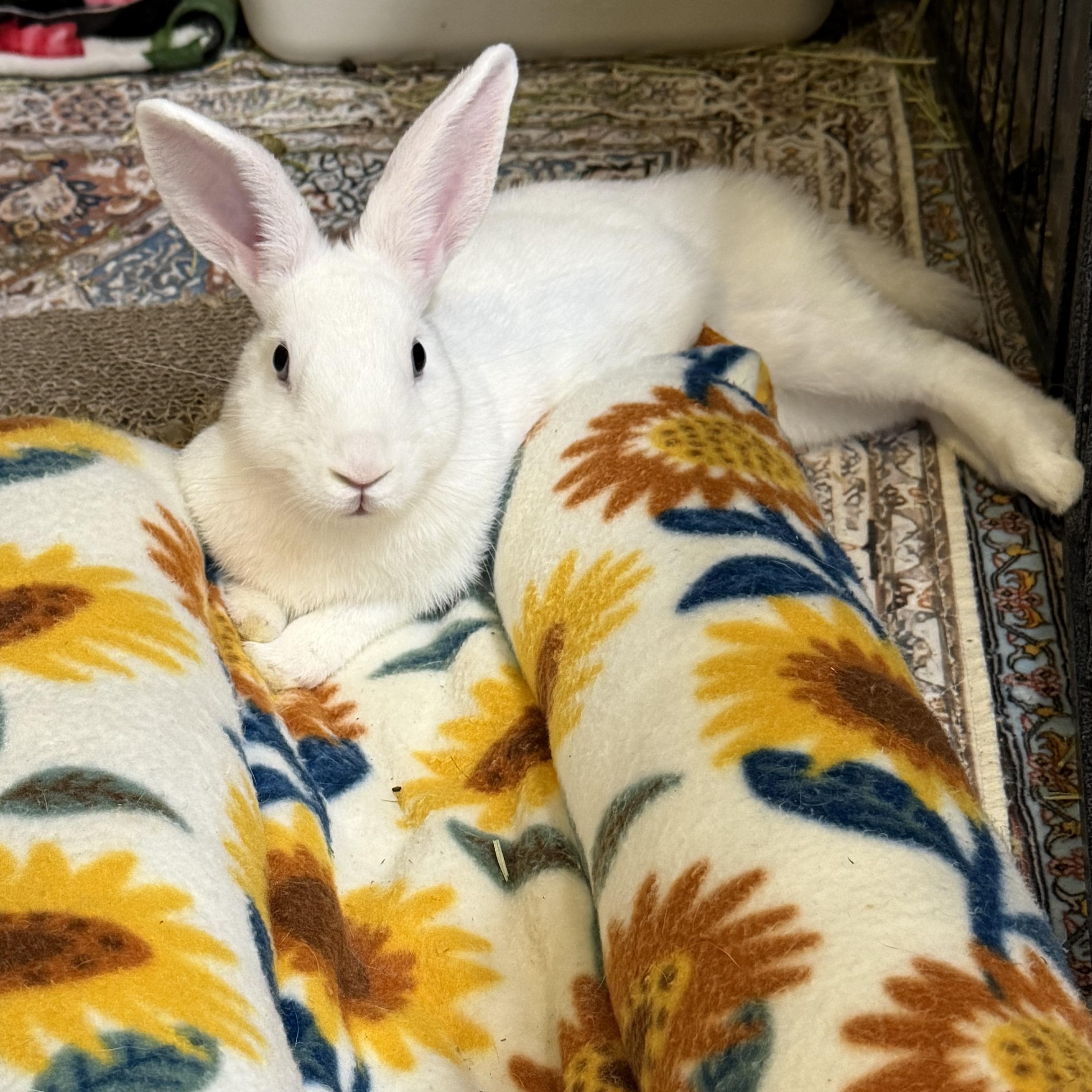 Enlarge SKY, a Adoptable mixed breed in Forest Hills, NY image 1/6