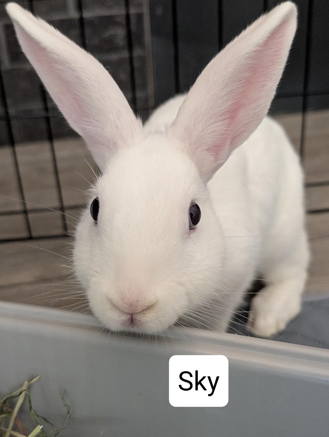 Enlarge SKY, a Adoptable mixed breed in Forest Hills, NY image 6/6