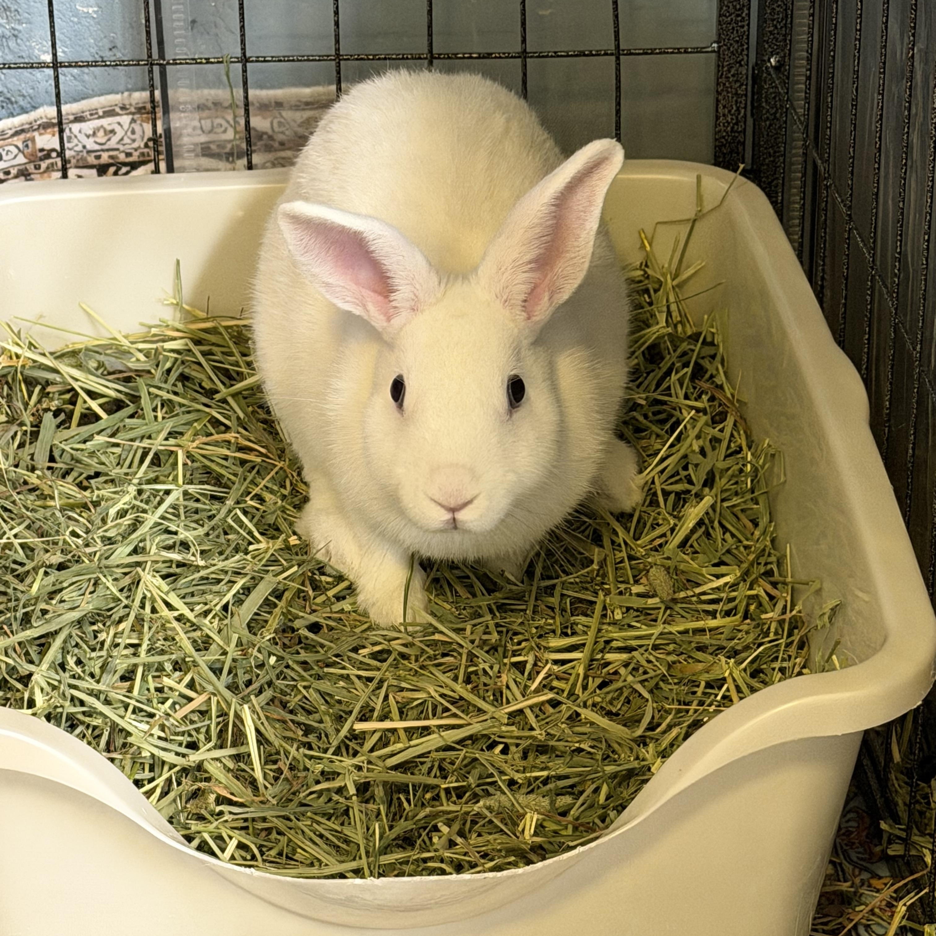Enlarge SKY, a Adoptable mixed breed in Forest Hills, NY image 4/6