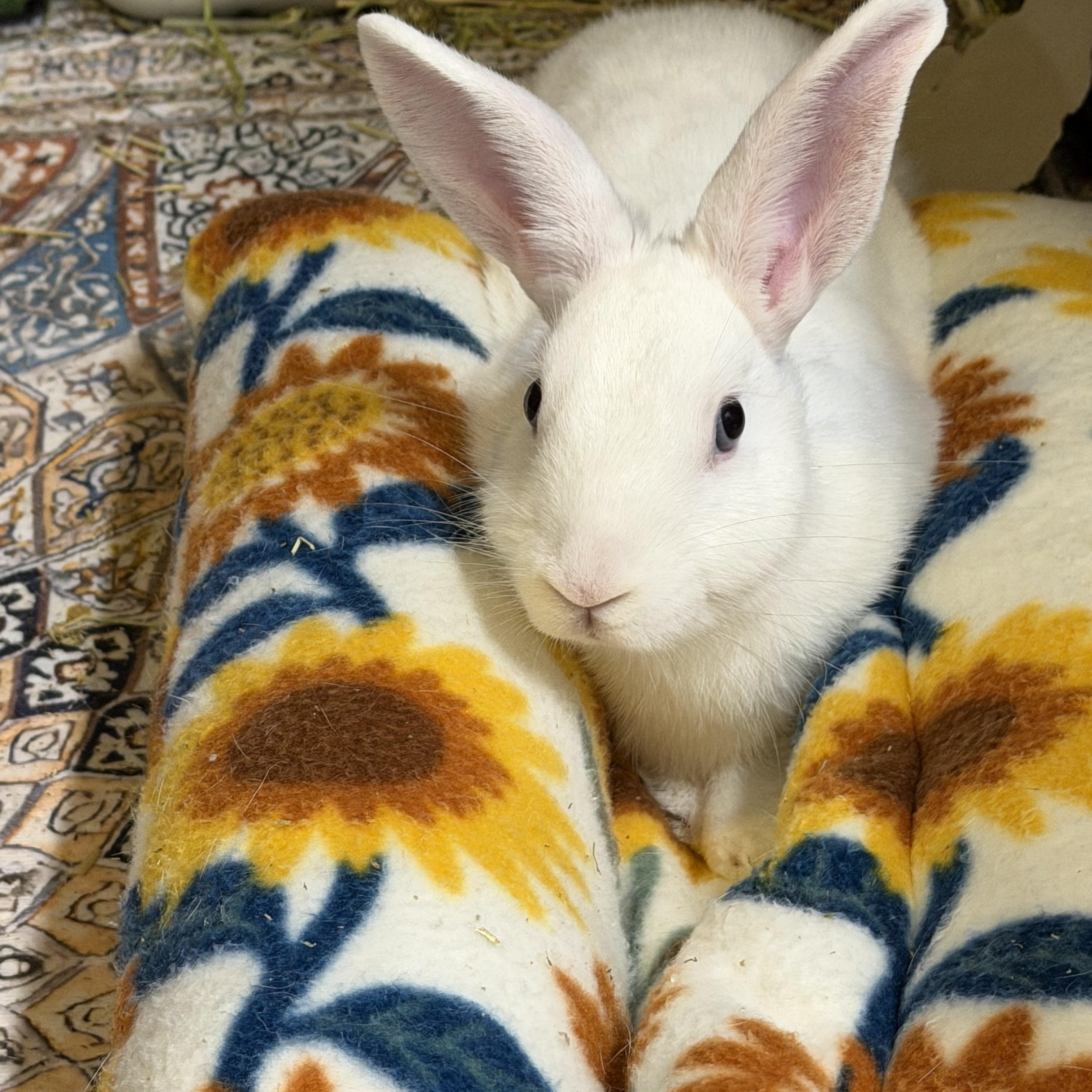 Enlarge SKY, a Adoptable mixed breed in Forest Hills, NY image 2/6