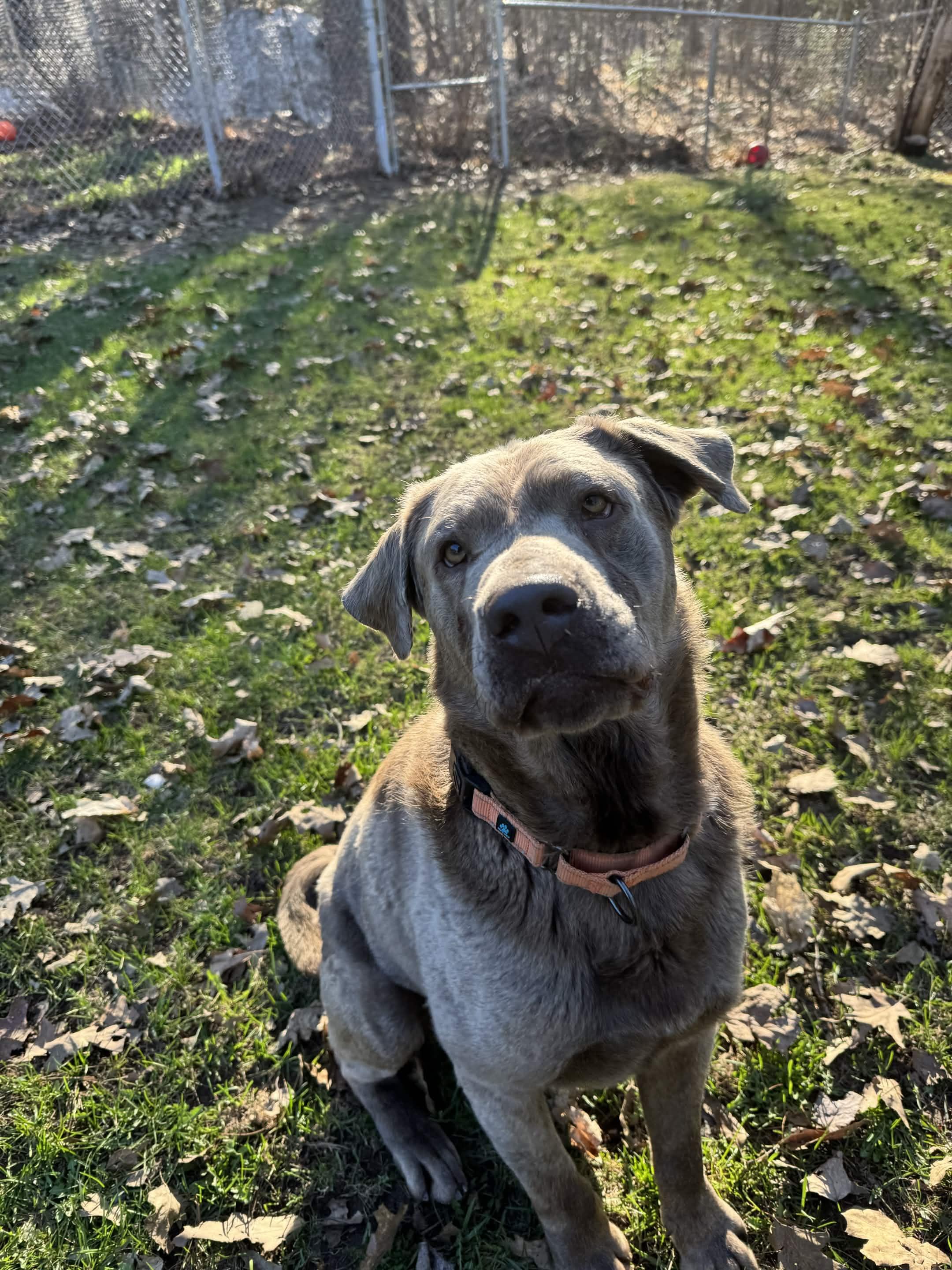 Jacky, an adopted mixed breed in Houghton, MI image 3/4