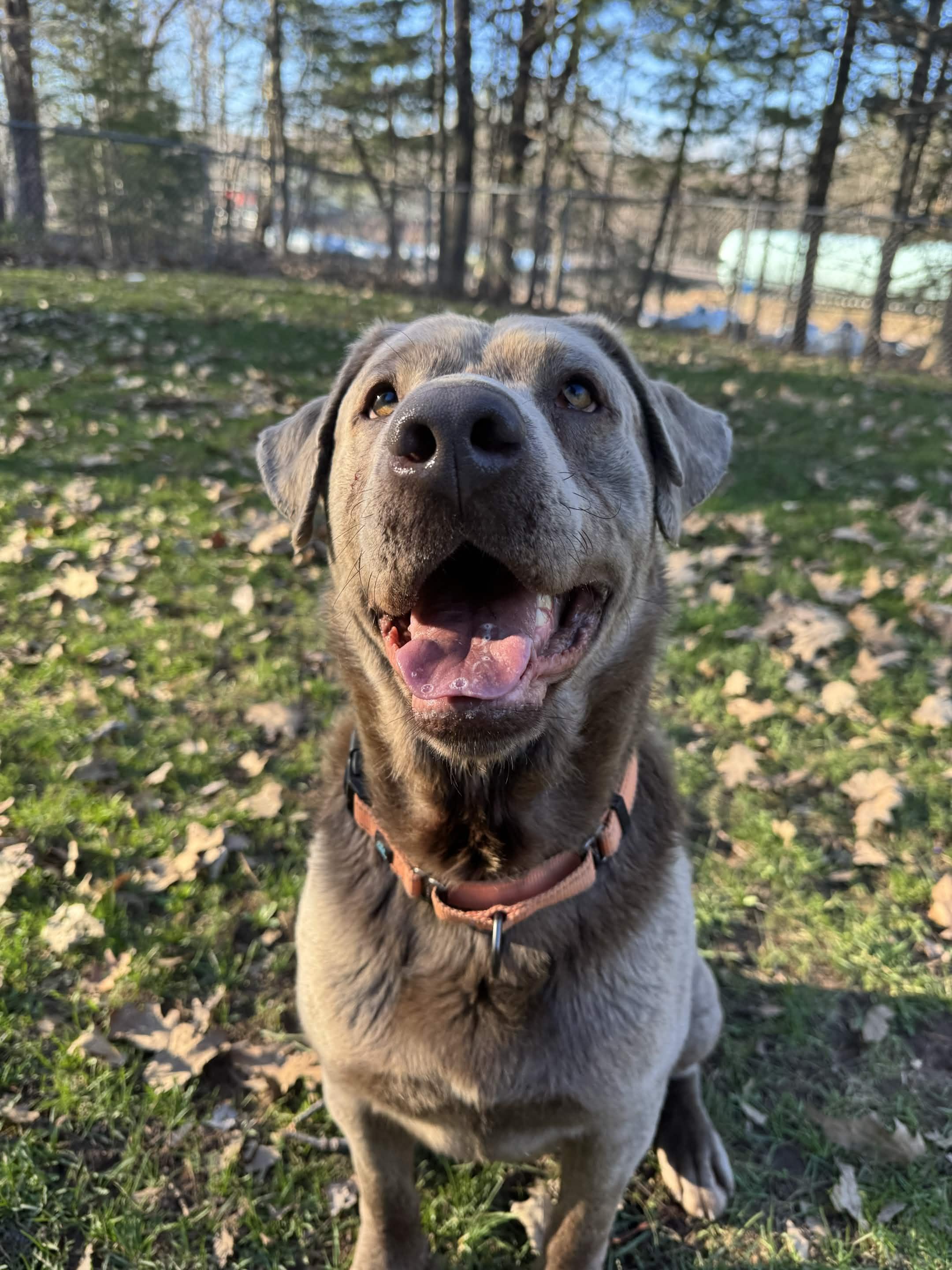 Jacky, an adopted mixed breed in Houghton, MI image 2/4