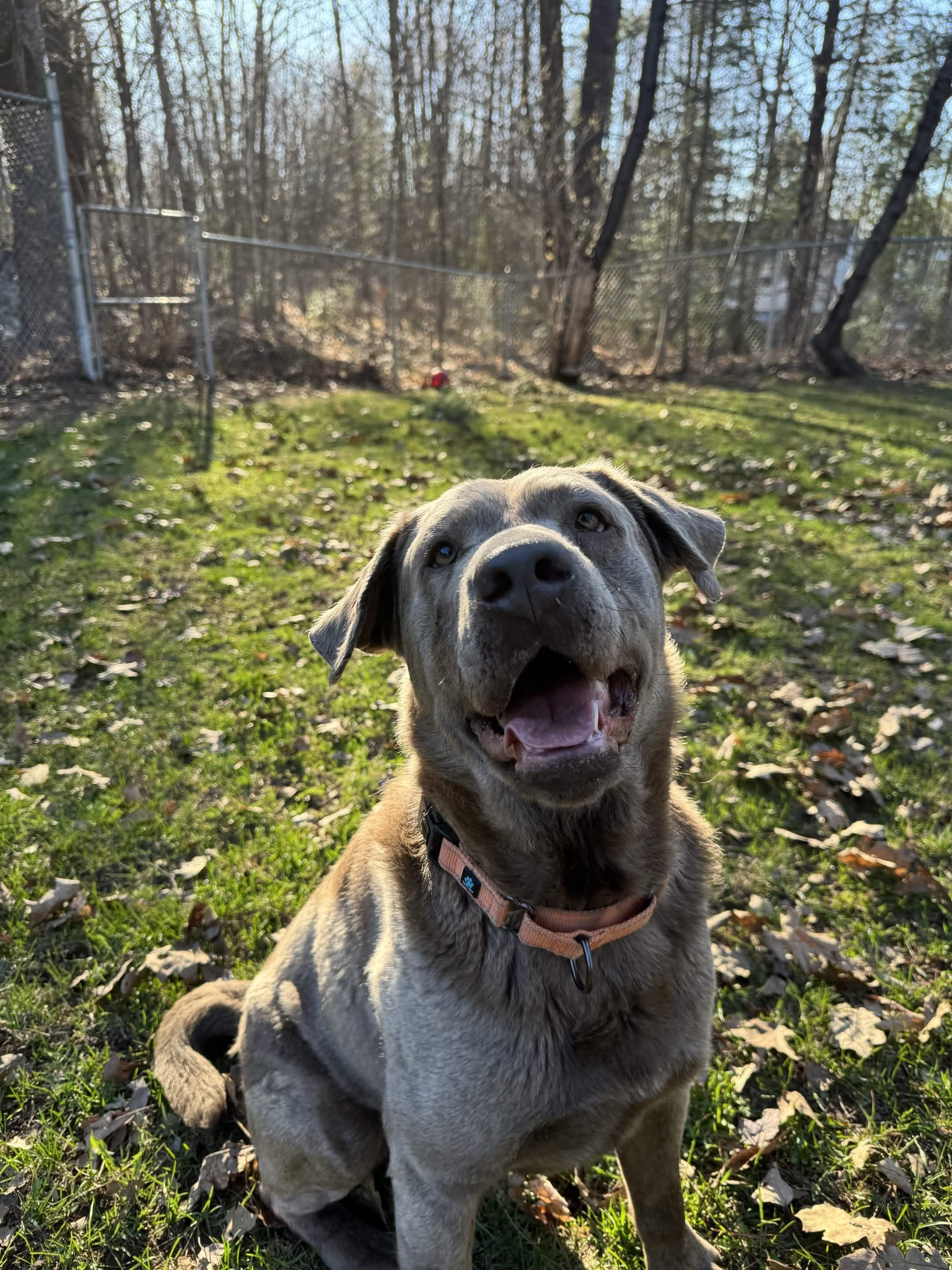 Jacky, an adopted mixed breed in Houghton, MI image 4/4