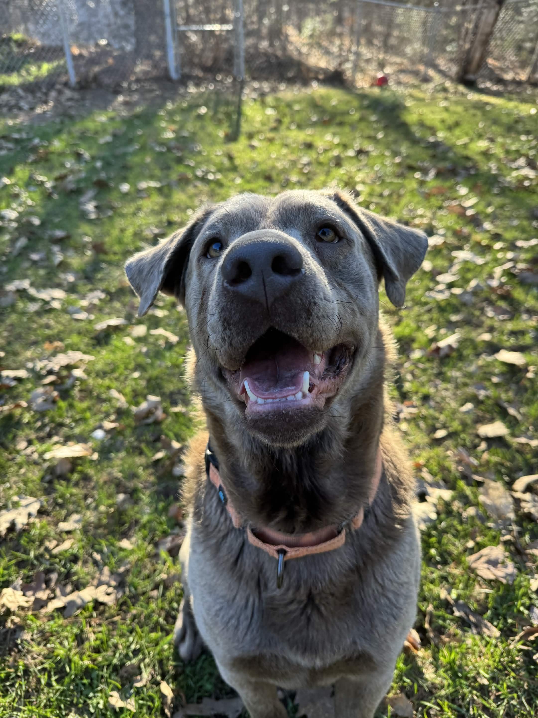 Jacky, adopted, Adult Male Labrador Retriever.