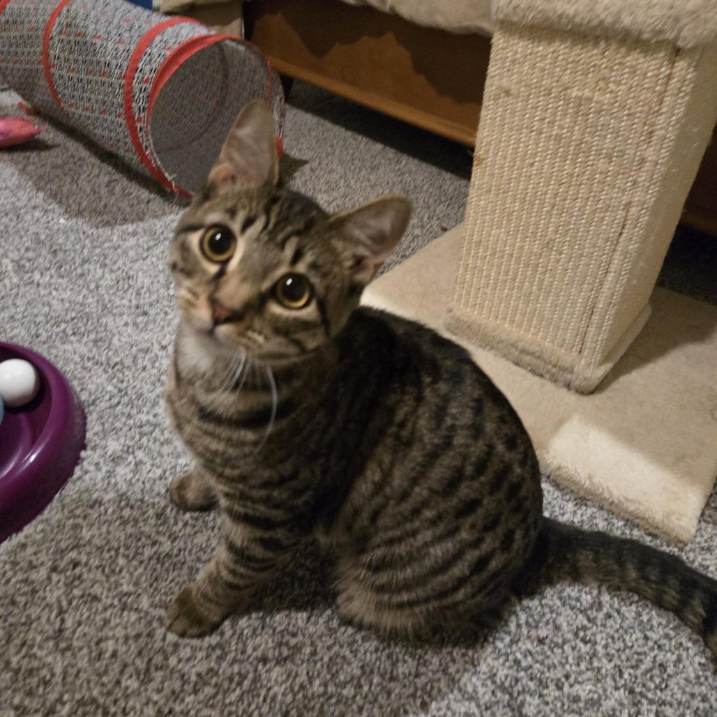 Enlarge Miranda, a Adoptable Domestic Short Hair in FAIRWAY, KS image 1/6