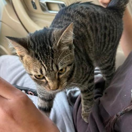 Enlarge Miranda, a Adoptable Domestic Short Hair in FAIRWAY, KS image 2/6