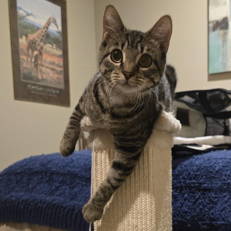Enlarge Miranda, a Adoptable Domestic Short Hair in FAIRWAY, KS image 3/6