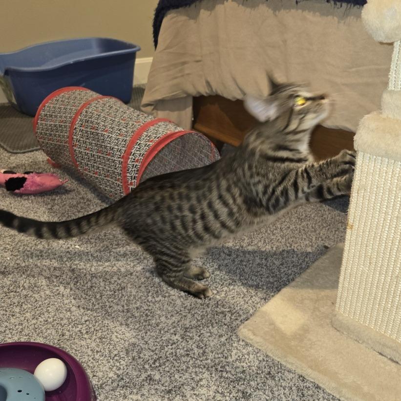Enlarge Miranda, a Adoptable Domestic Short Hair in FAIRWAY, KS image 4/6