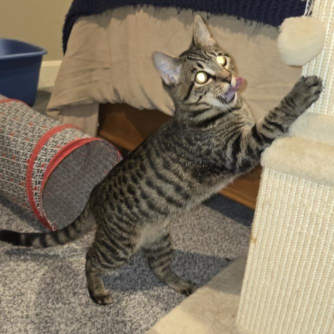 Enlarge Miranda, a Adoptable Domestic Short Hair in FAIRWAY, KS image 5/6
