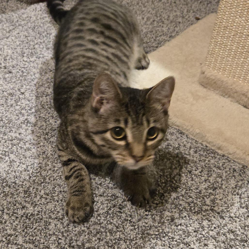 Enlarge Miranda, a Adoptable Domestic Short Hair in FAIRWAY, KS image 6/6