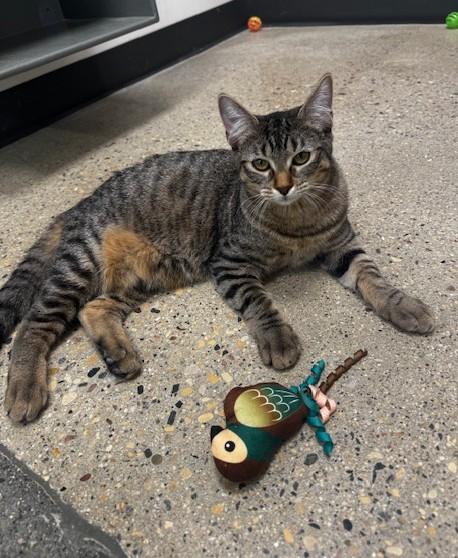 Enlarge Zero  , a ADOPTABLE Domestic Short Hair in Hutchinson, MN image 2/3