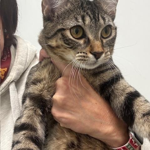 Zero , ADOPTABLE, Young Female Domestic Short Hair.