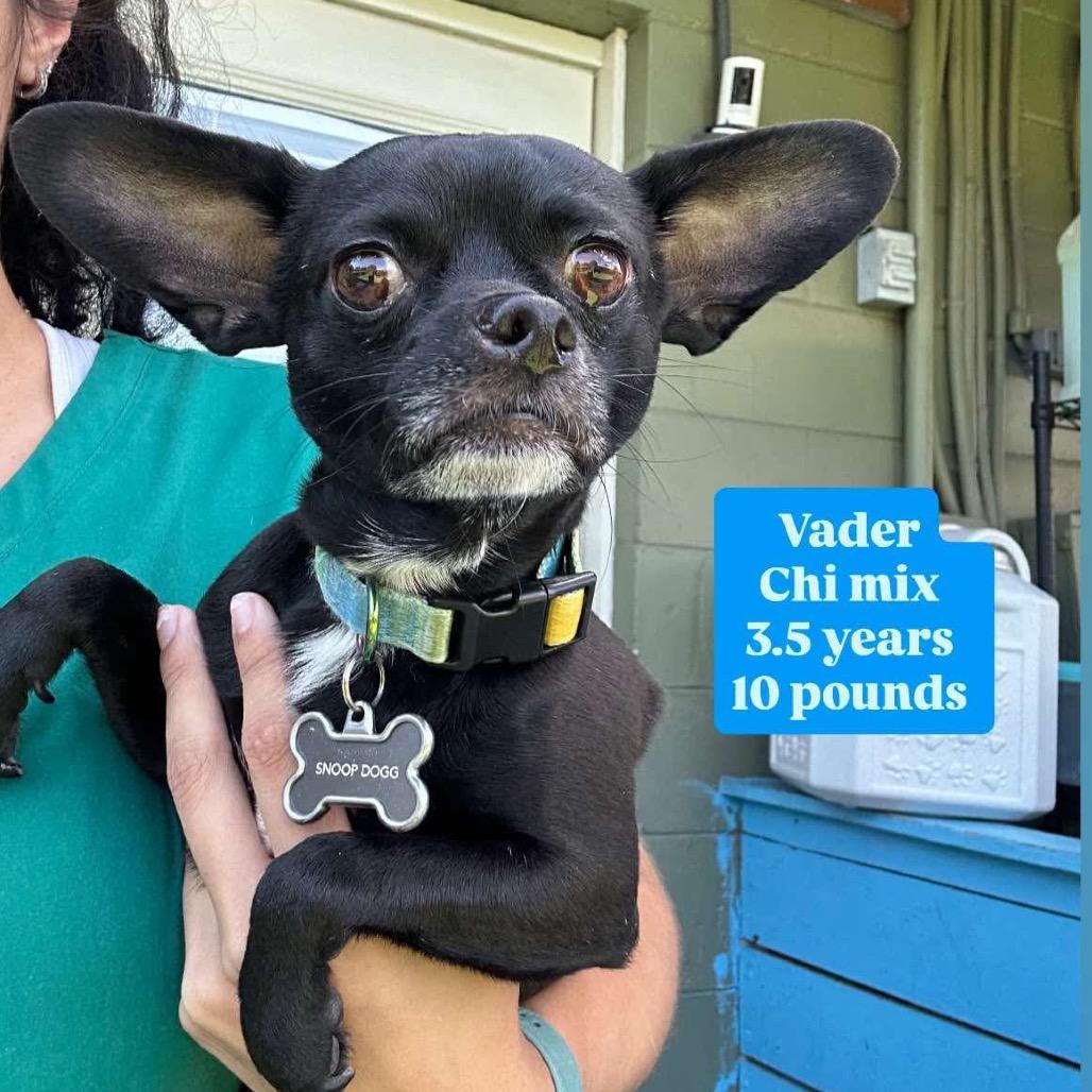 Vader, Adoptable, Adult Male Chihuahua.