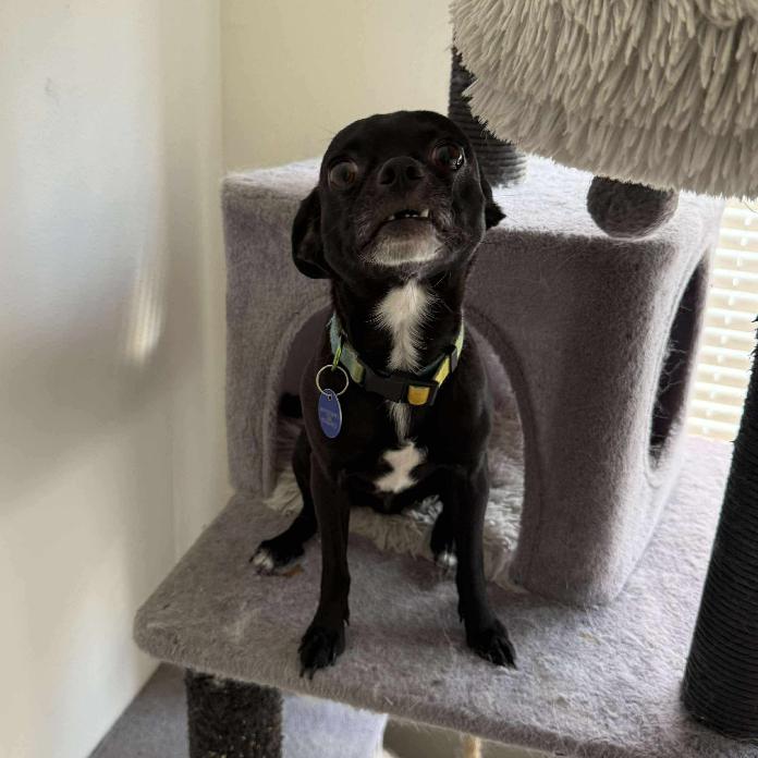 Vader, a Adoptable Chihuahua in Tampa, FL image 2/2