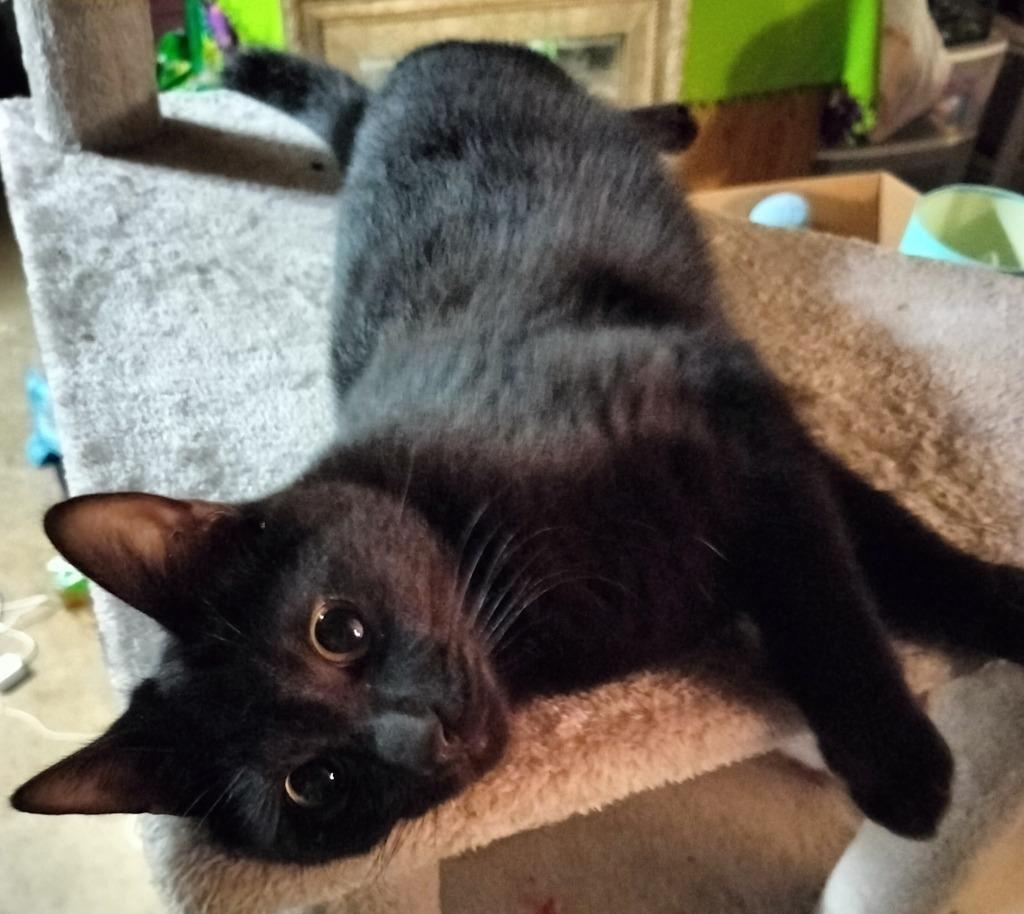 Moon, Adoptable, Young Male Domestic Short Hair.