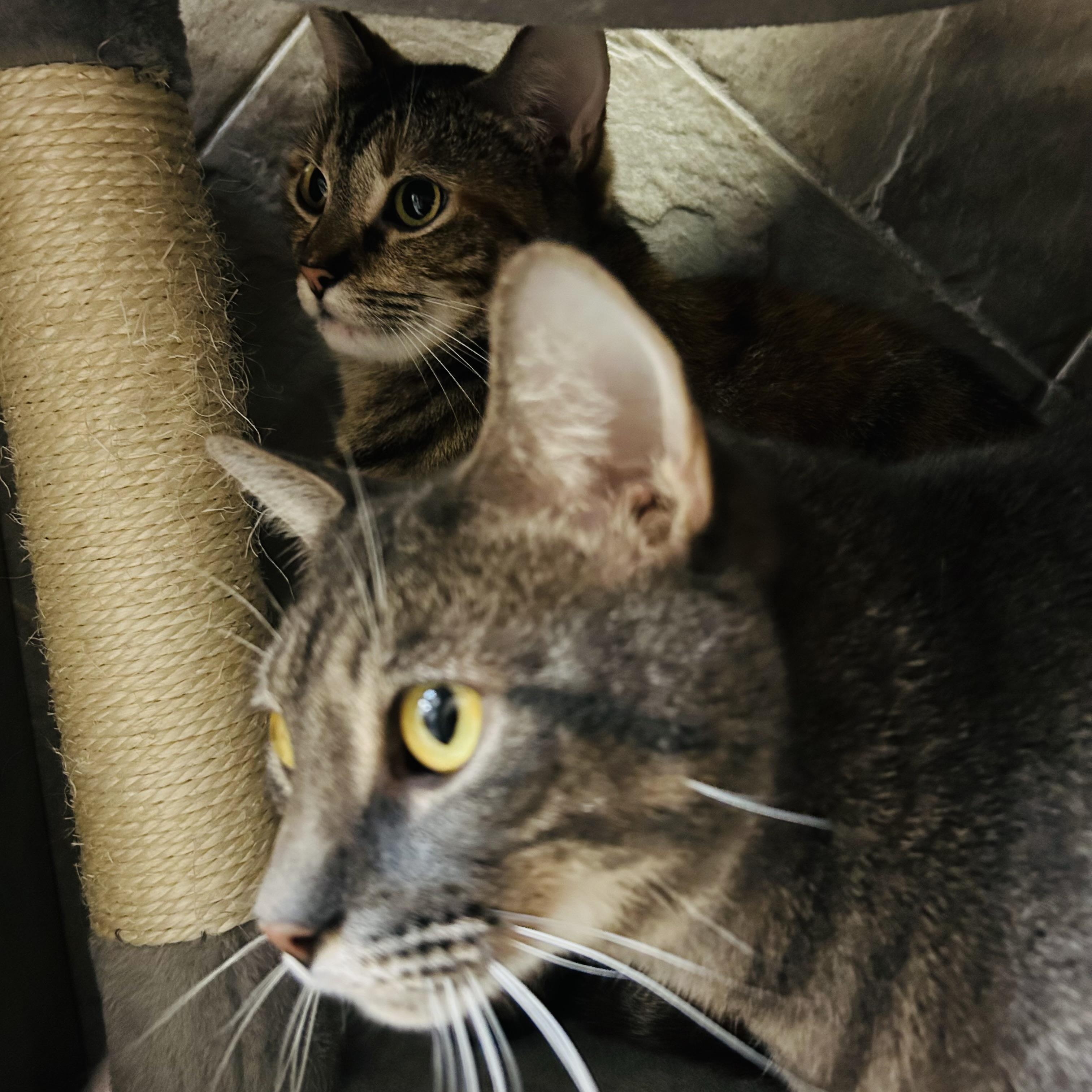 Alphinaud "Alphie", a Adoptable Domestic Short Hair in Seguin, TX image 3/6