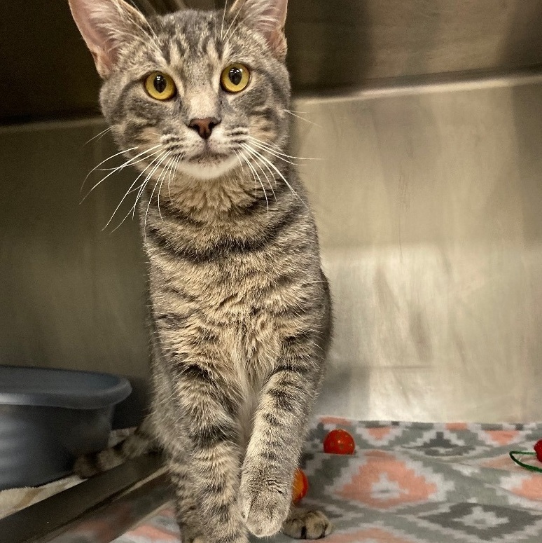 Alphinaud "Alphie", a Adoptable Domestic Short Hair in Seguin, TX image 4/6