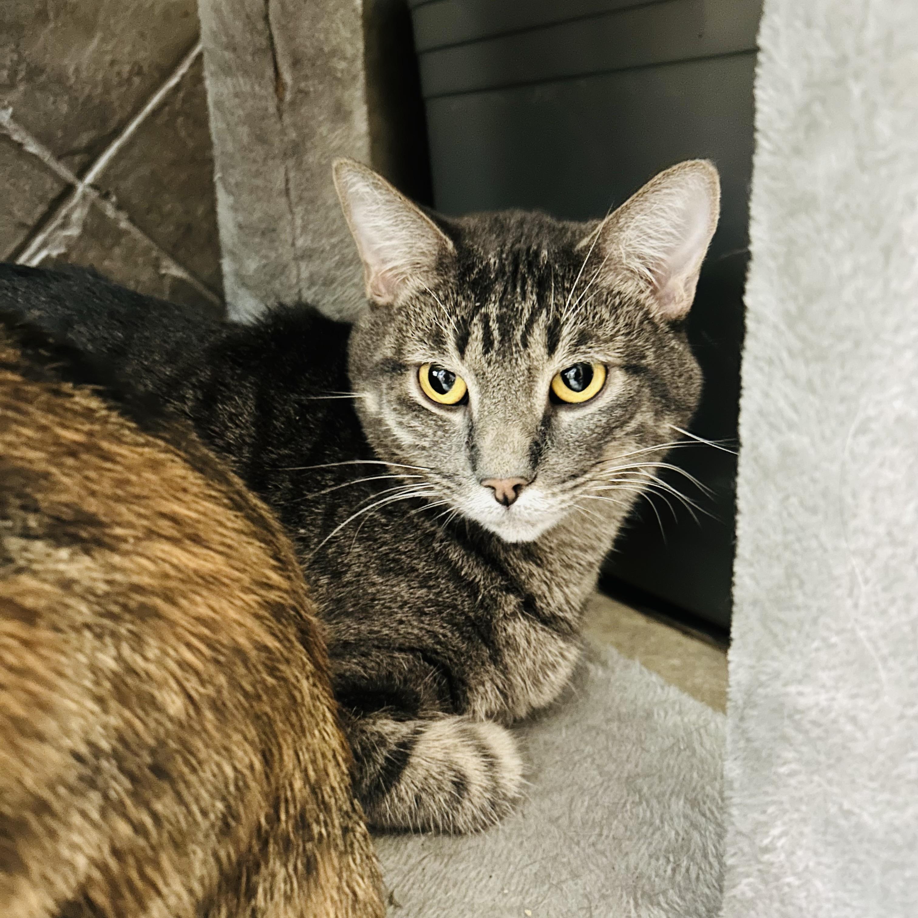 Alphinaud "Alphie", a Adoptable Domestic Short Hair in Seguin, TX image 2/6