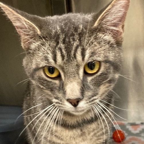 Alphinaud "Alphie", a Adoptable Domestic Short Hair in Seguin, TX image 5/6