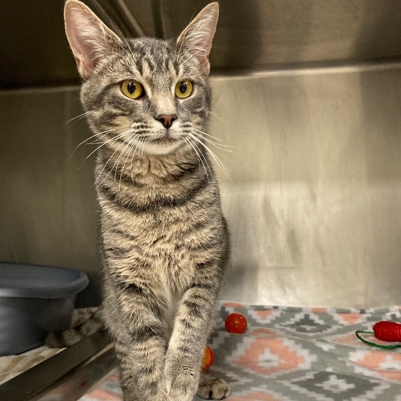 Alphinaud "Alphie", a Adoptable Domestic Short Hair in Seguin, TX image 6/6