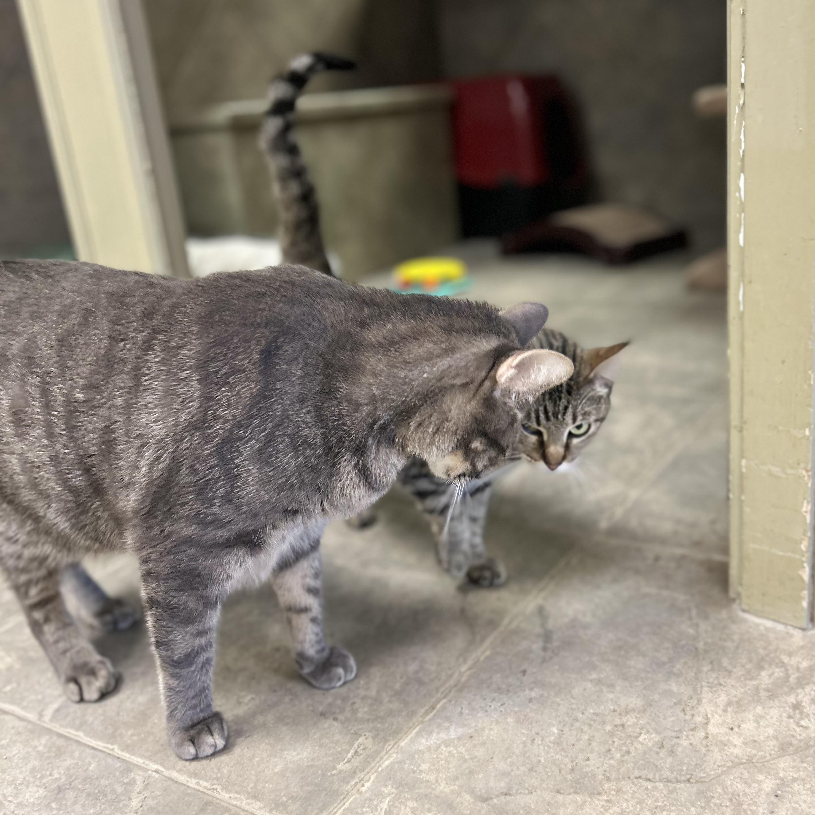 Enlarge Alphinaud "Alphie", a Adoptable Domestic Short Hair in Seguin, TX image 3/5