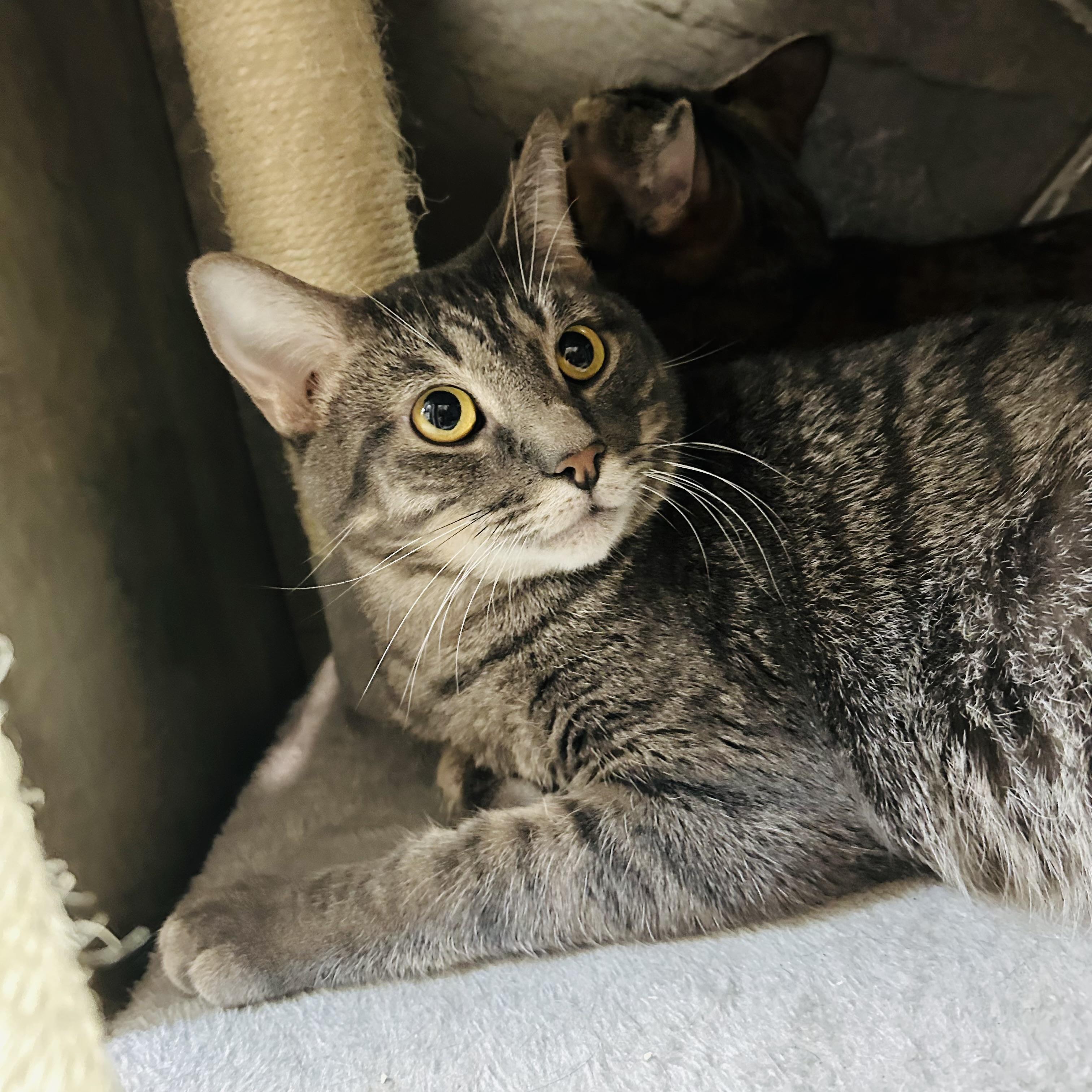 Alphinaud "Alphie", a Adoptable Domestic Short Hair in Seguin, TX image 1/6