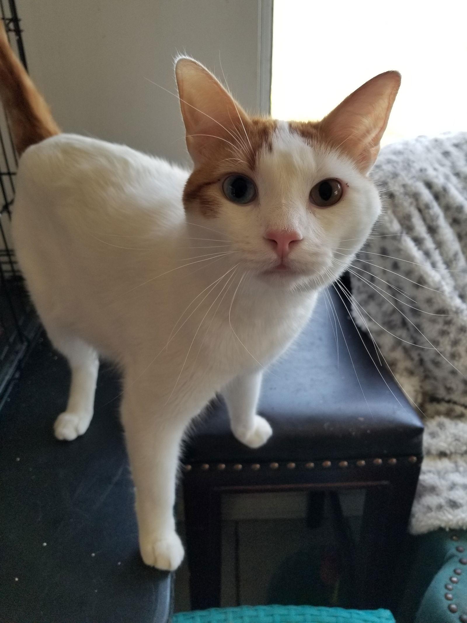 Enlarge Levi and Fiona, a Adopted Turkish Van in Buena Park, CA image 1/3