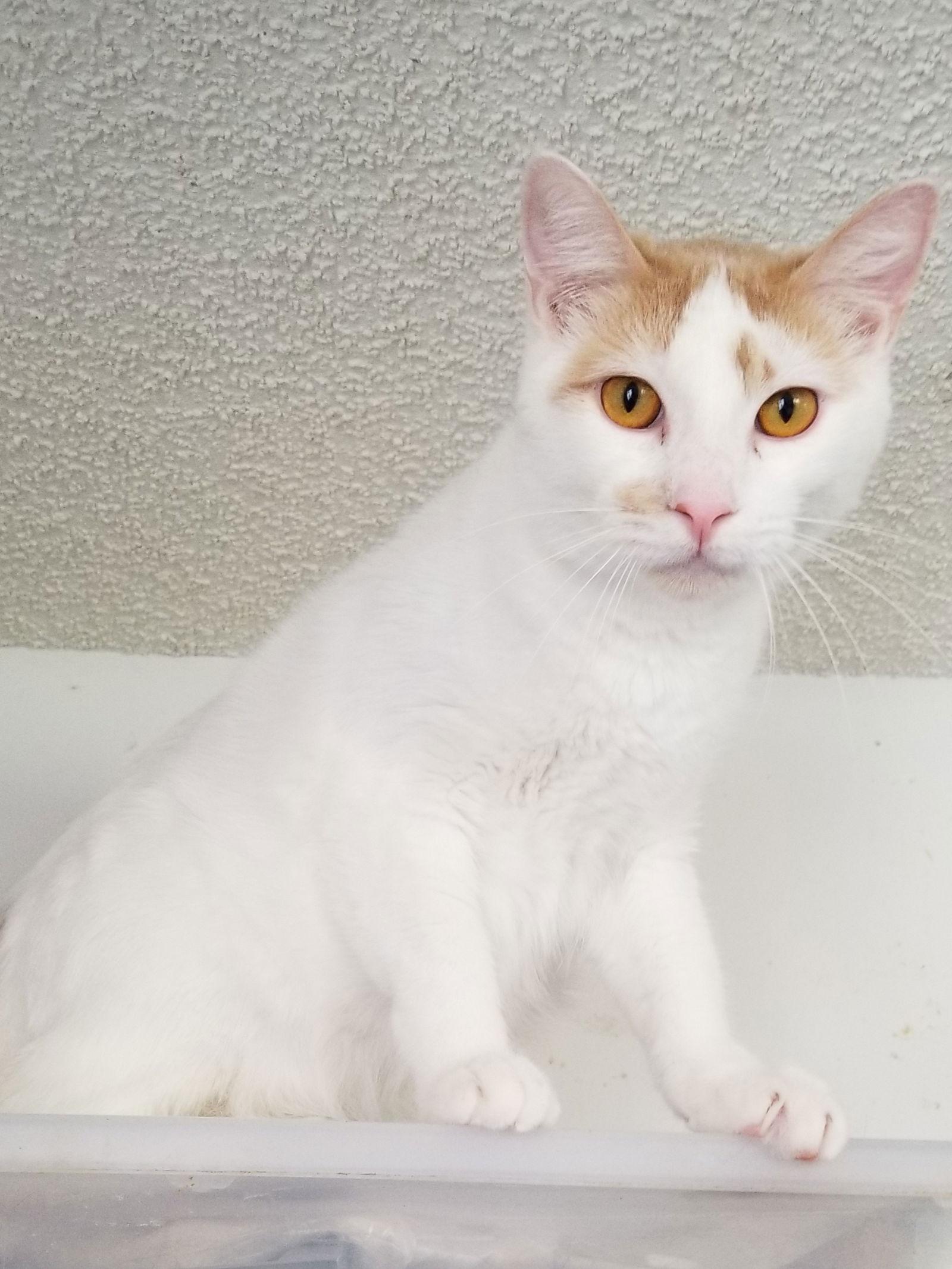 Enlarge Levi and Fiona, a Adopted Turkish Van in Buena Park, CA image 2/3