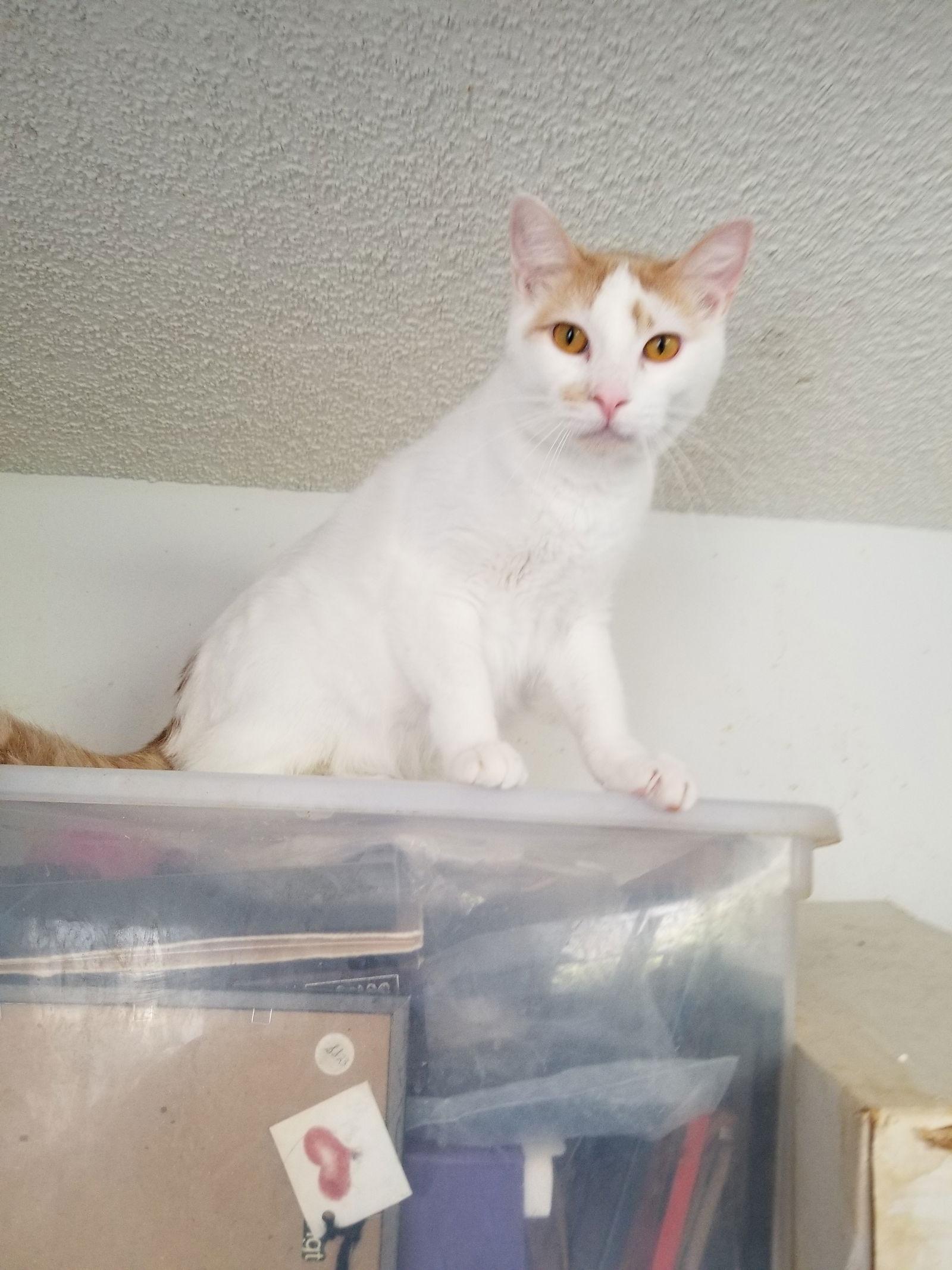 Enlarge Levi and Fiona, a Adopted Turkish Van in Buena Park, CA image 3/3