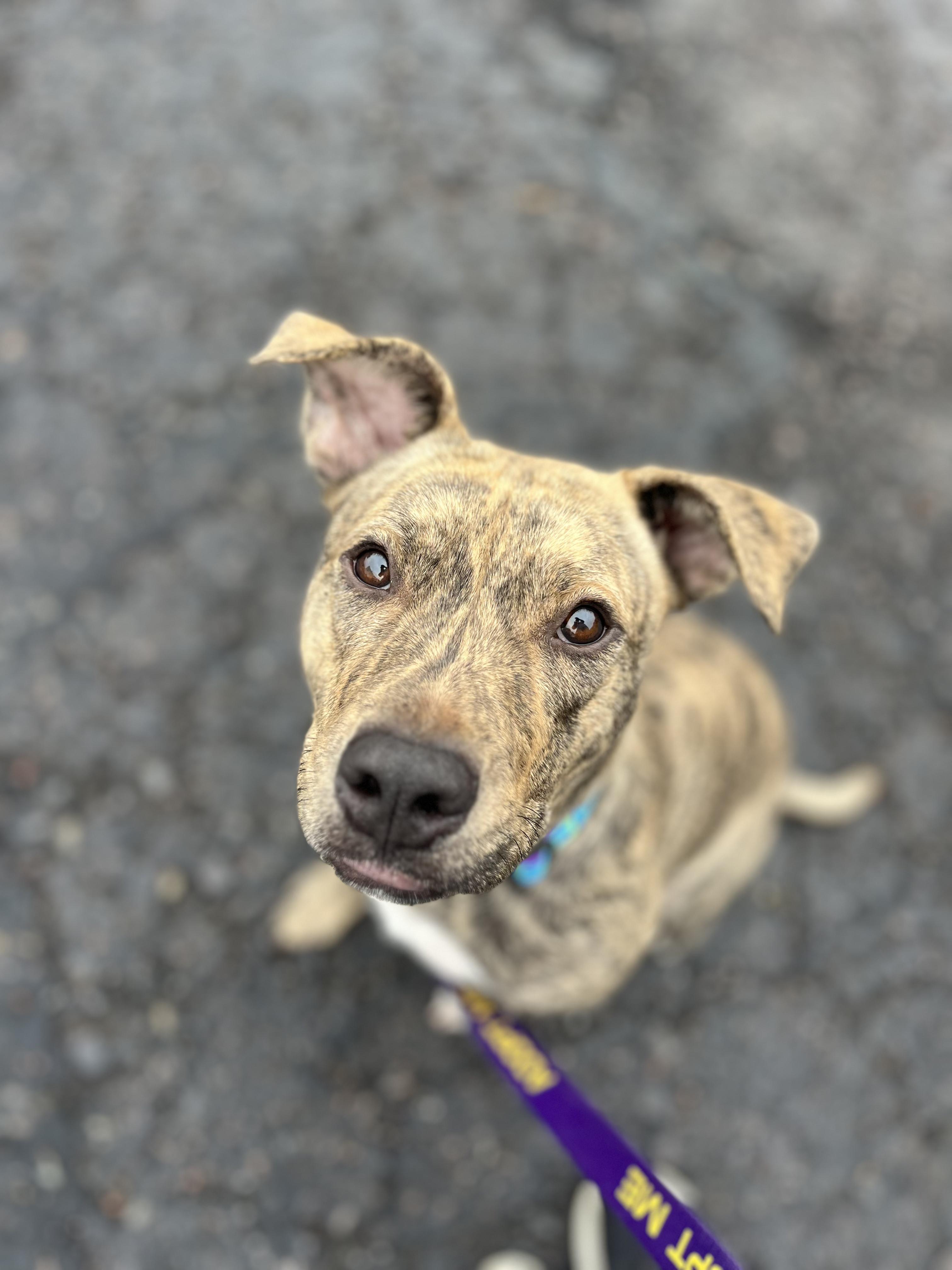 Merida, Adopted, Young Female Mixed Breed.