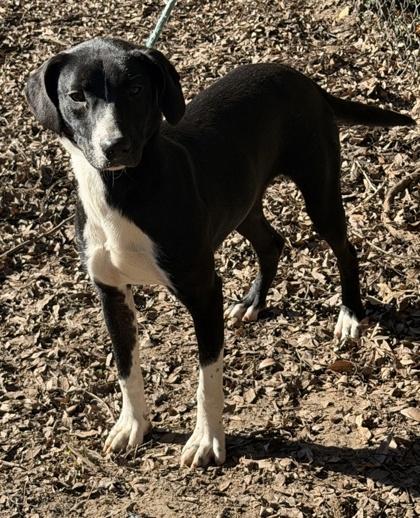Ester, Adoptable, Puppy Female Labrador Retriever & Mixed Breed.