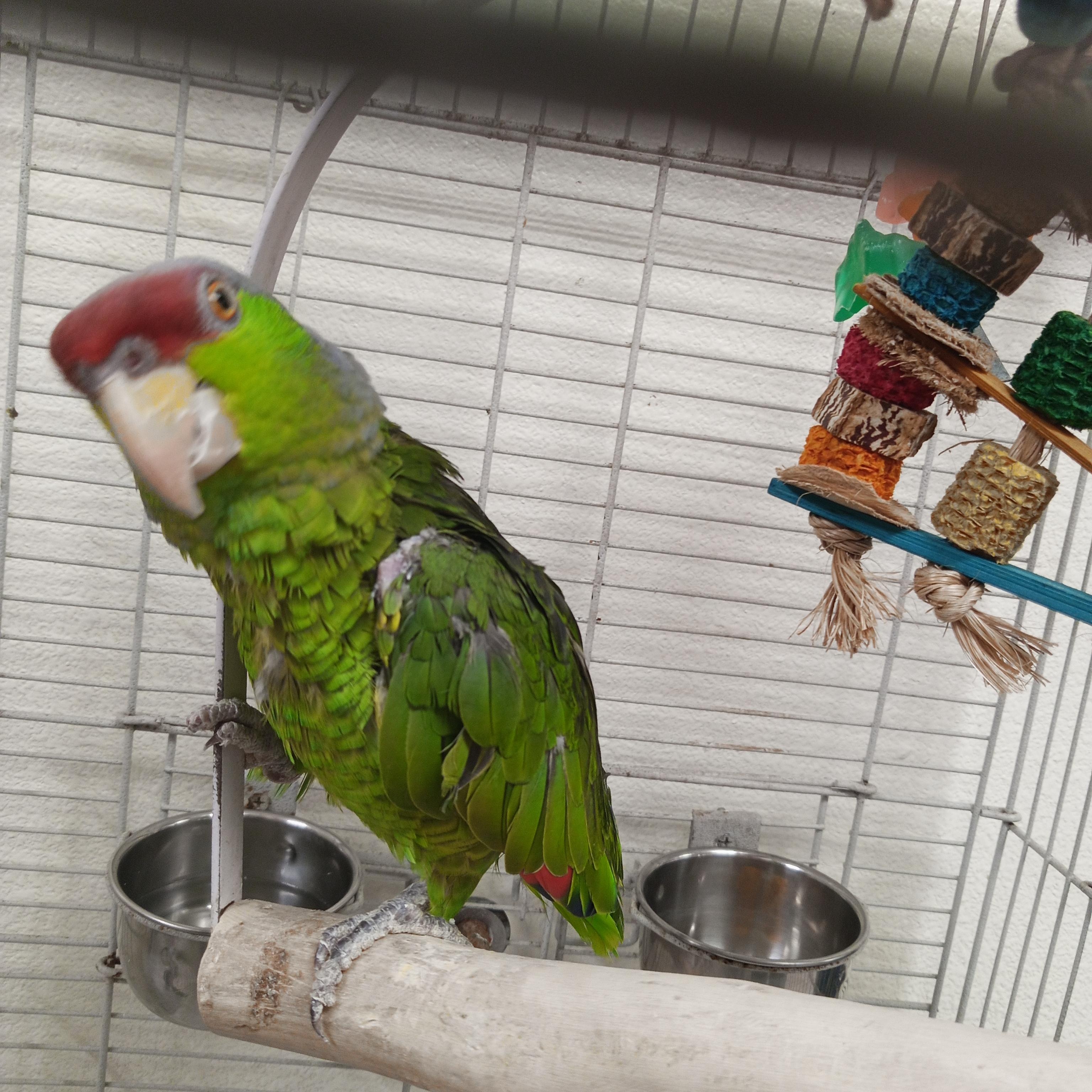 Paulie, Adoptable, Adult Unknown Amazon.