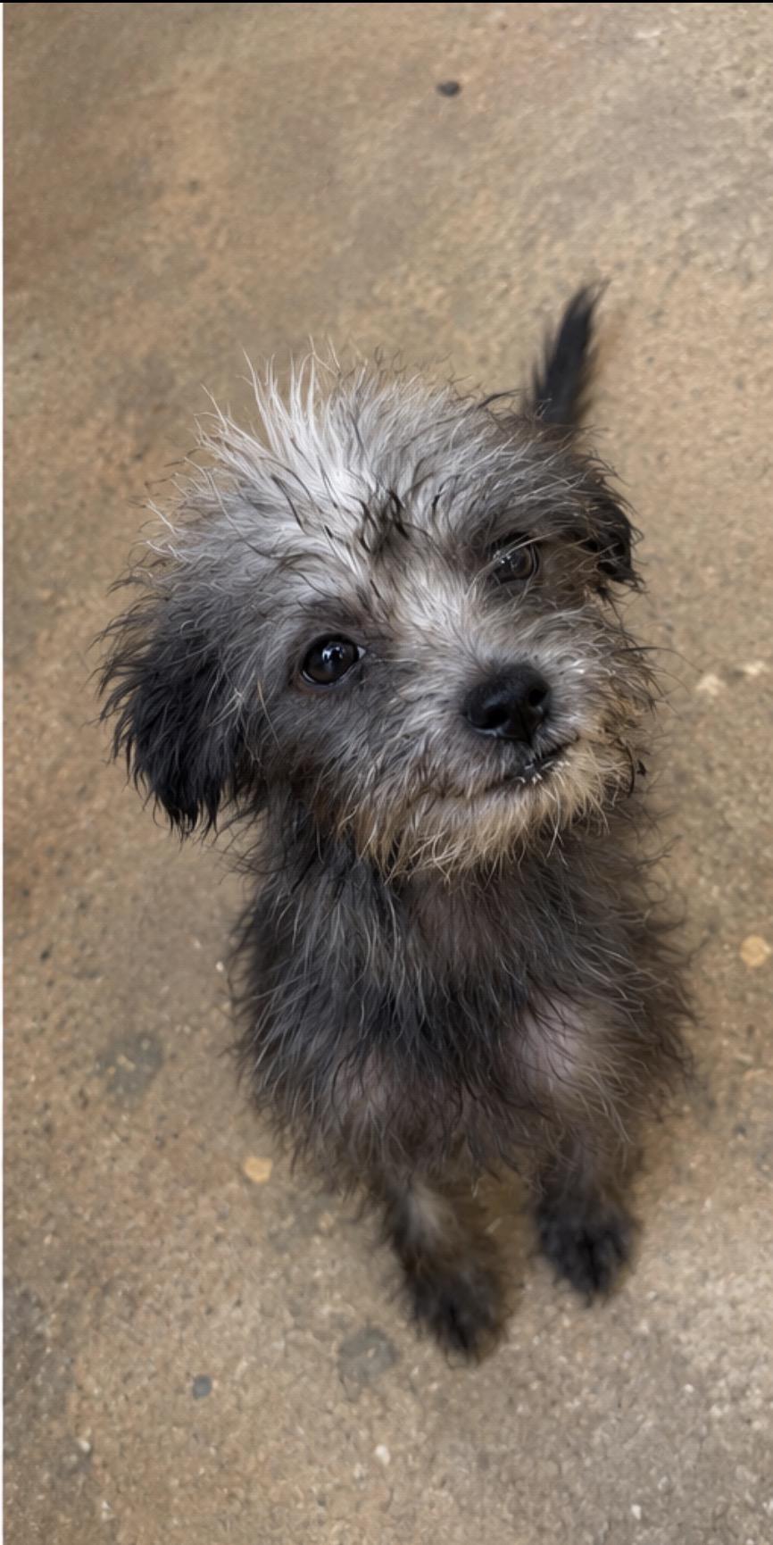Enlarge Nettle, a Adoptable mixed breed in Corona, CA image 1/2