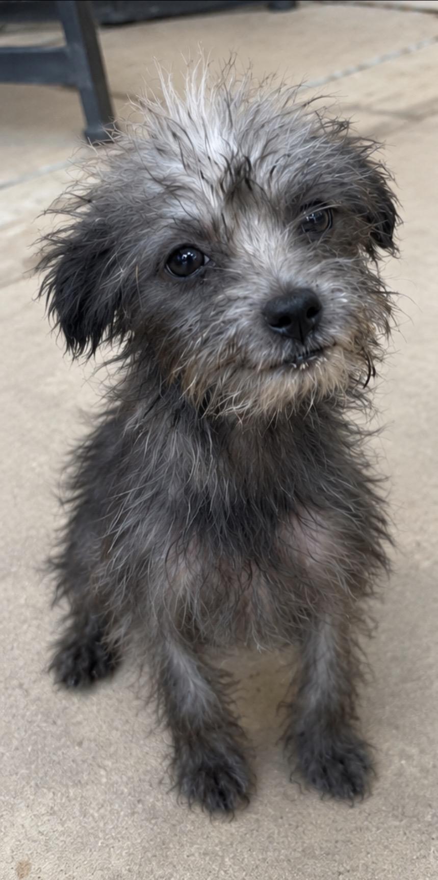 Enlarge Nettle, a Adoptable mixed breed in Corona, CA image 2/2