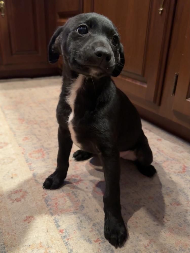 Theodore thumbnail 3