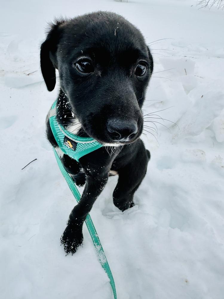 Theodore thumbnail 4