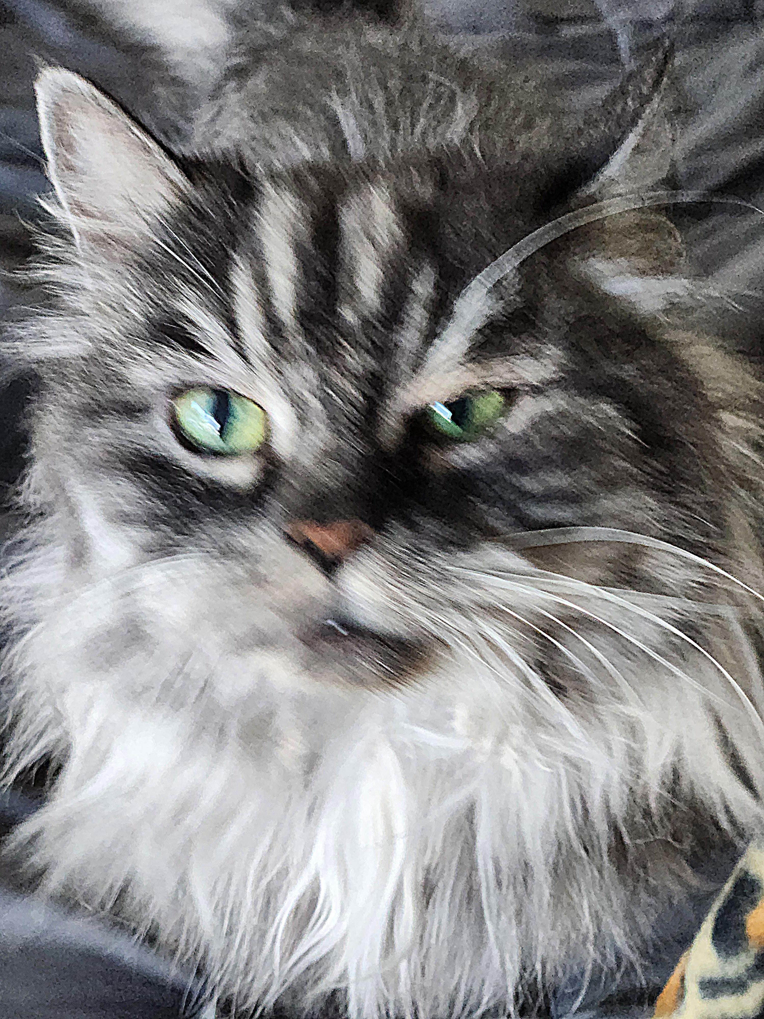 Miss Muffet, a Adoptable mixed breed in Fort Worth, TX image 3/6