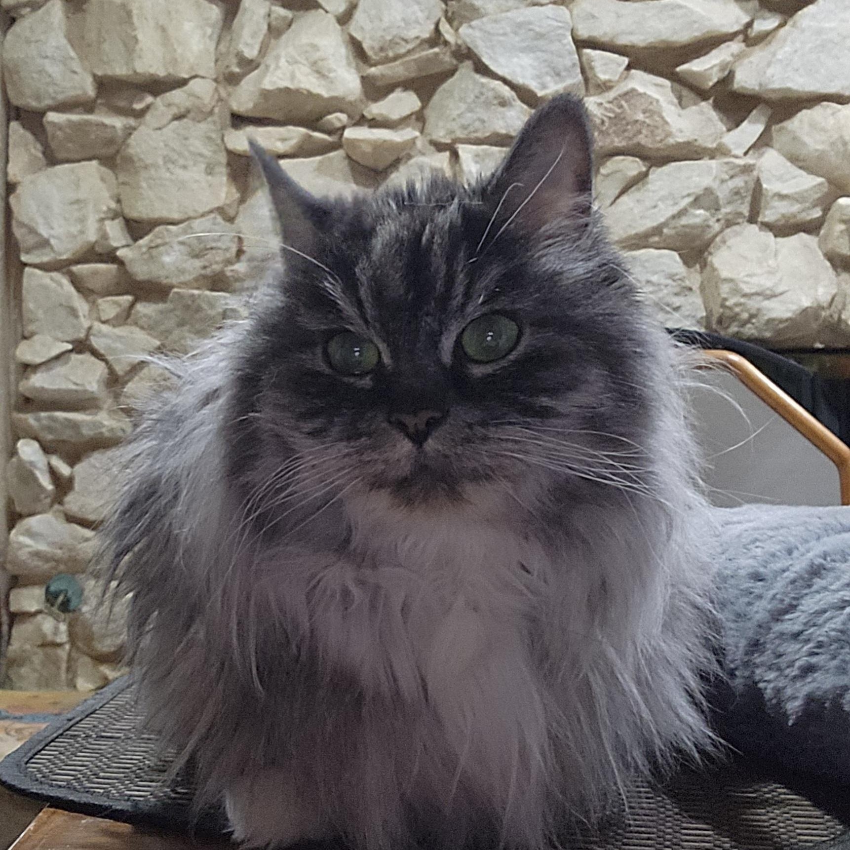 Miss Muffet, Adoptable, Senior Female Domestic Long Hair & Tabby.