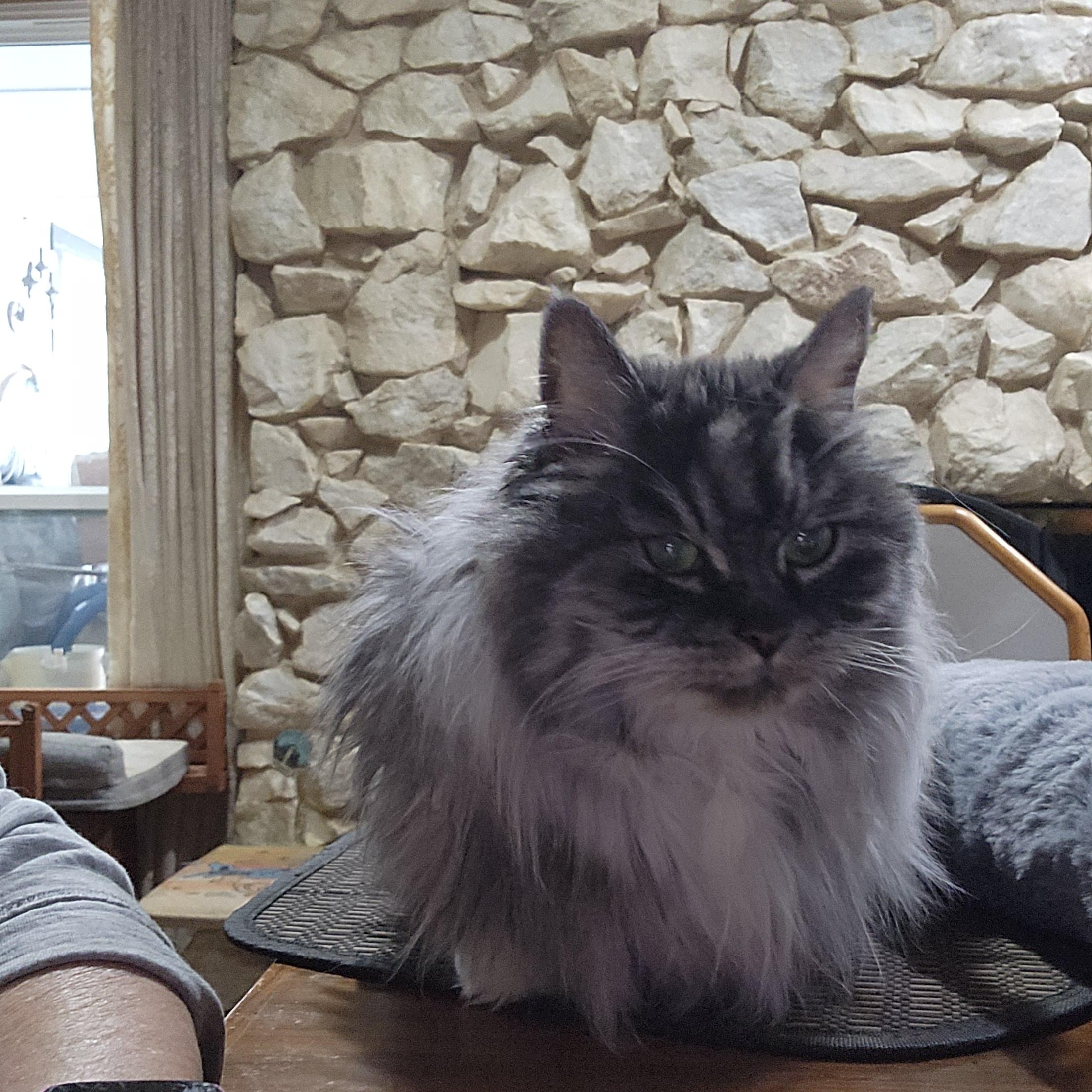 Miss Muffet, a Adoptable mixed breed in Fort Worth, TX image 5/6