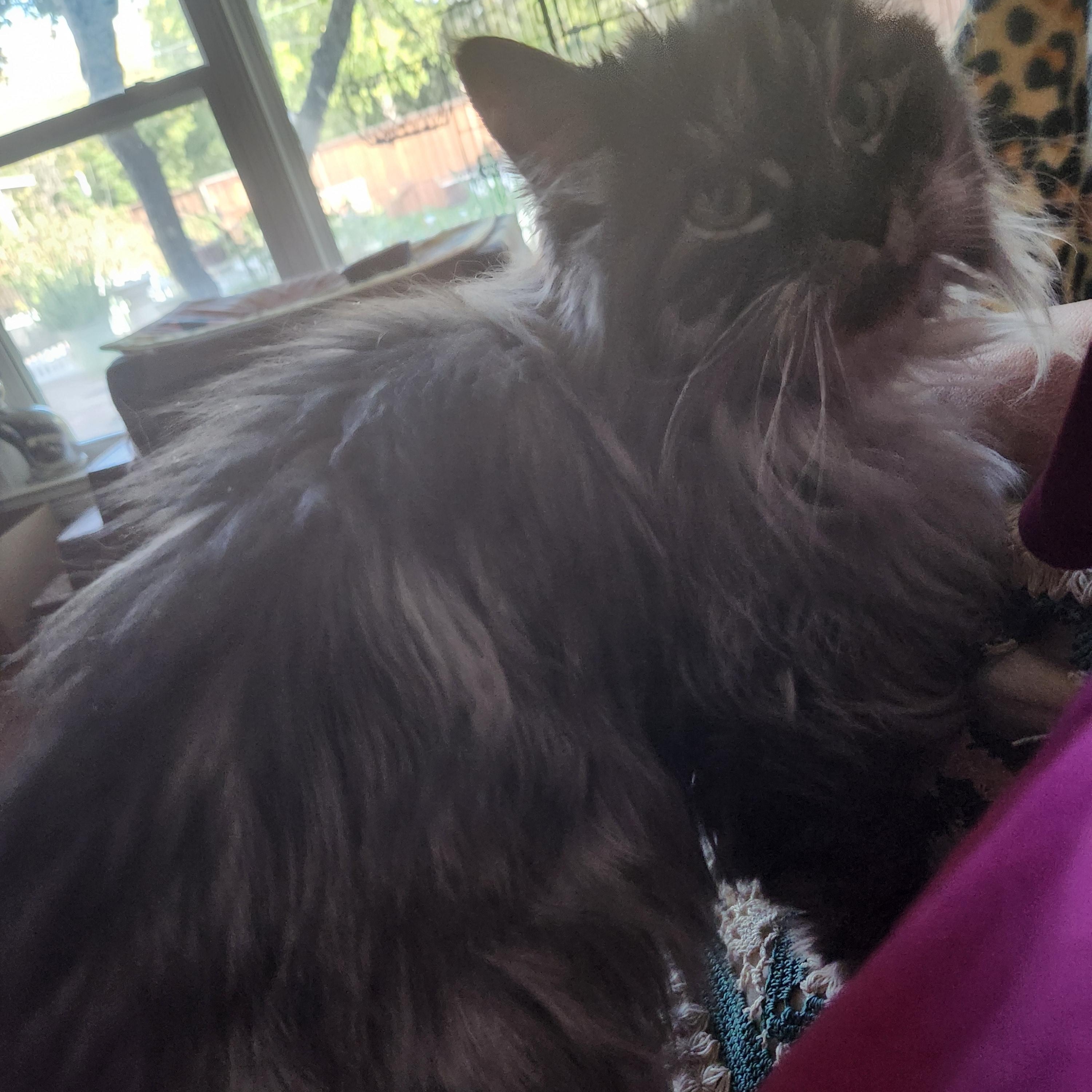 Miss Muffet, a Adoptable mixed breed in Fort Worth, TX image 6/6