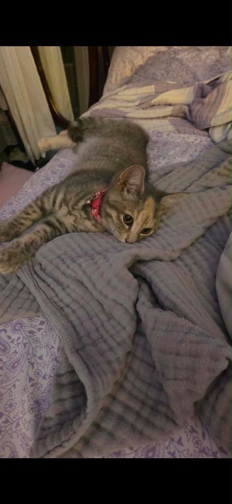 Stormy, Adoptable, Kitten Female Domestic Short Hair.
