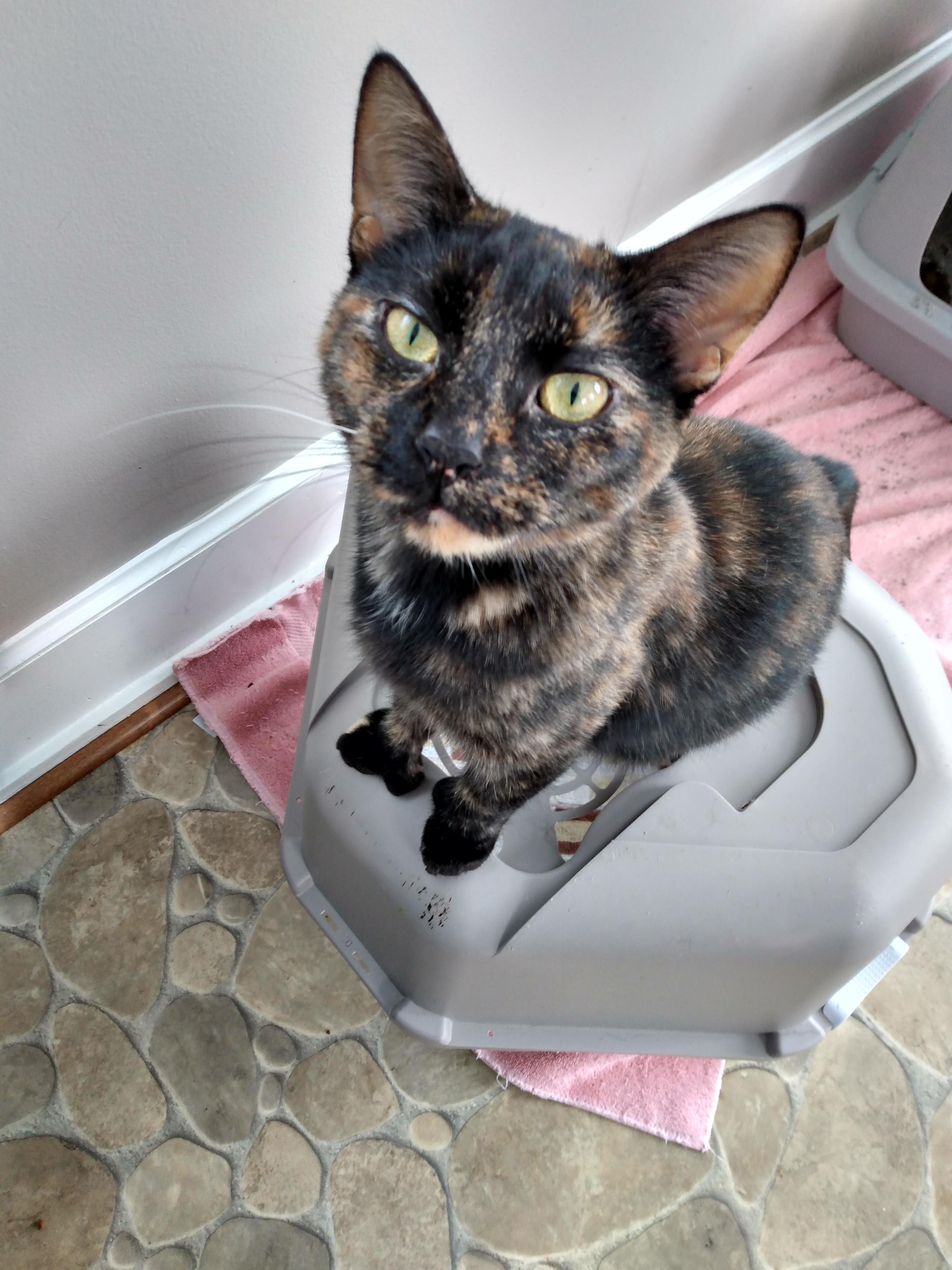 Enlarge Maude, an adopted Tortoiseshell in Manchester, MI image 1/1