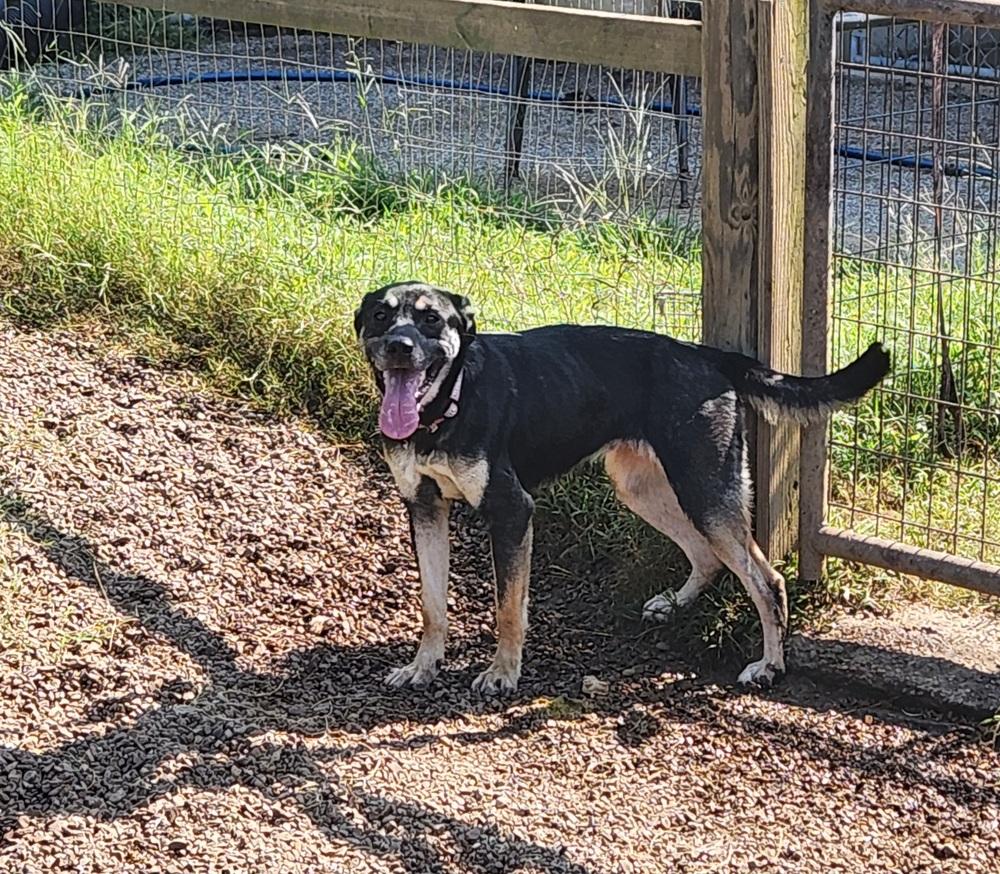 Zoey, Adoptable, Adult Female German Shepherd Dog.