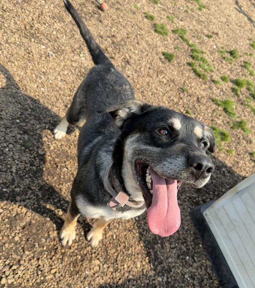 Zoey, Adoptable, Adult Female German Shepherd Dog.