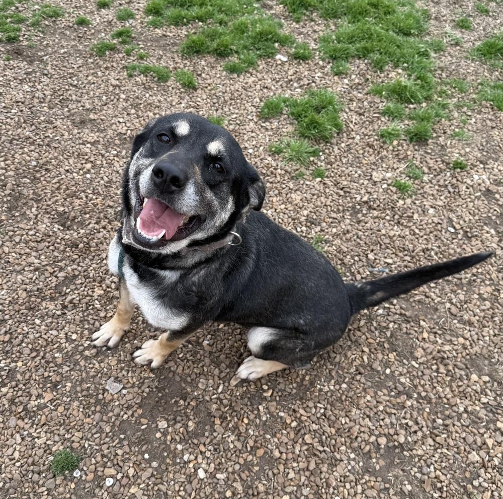 Enlarge Zoey, a Adoptable mixed breed in Lexington, TN image 2/6