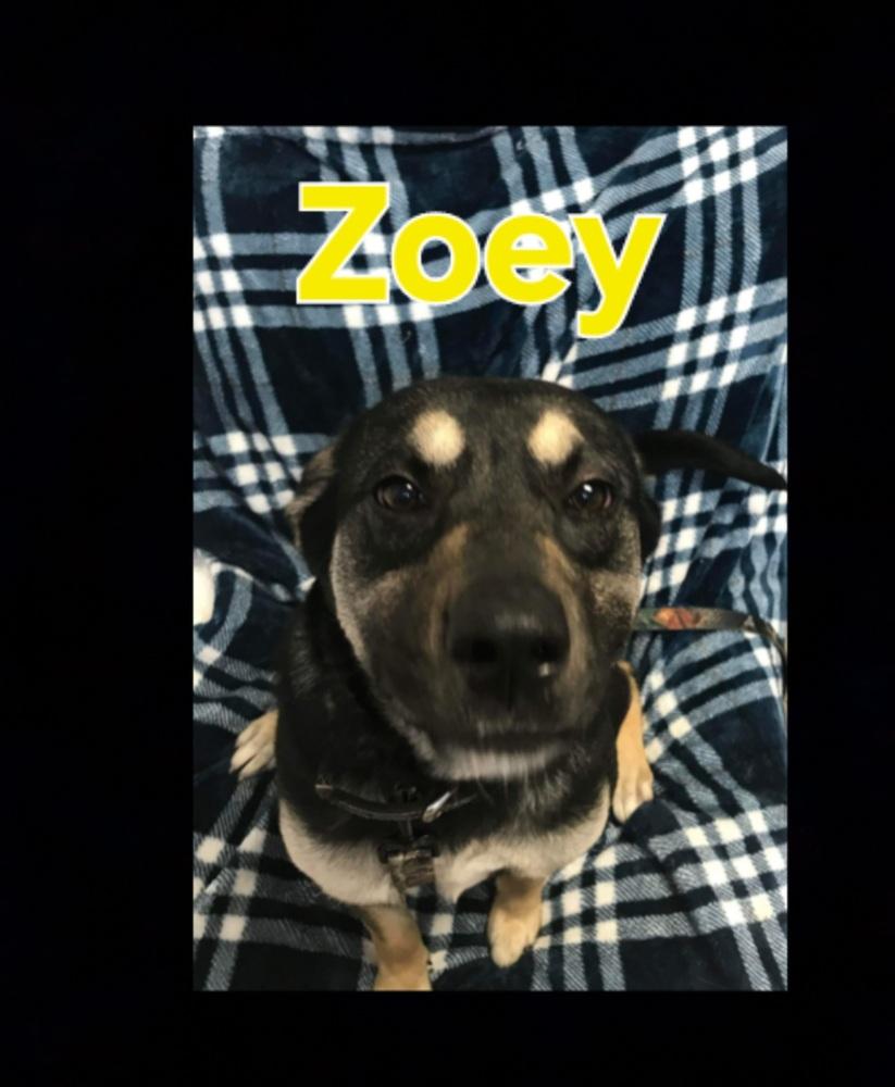 Zoey, a Adoptable mixed breed in Lexington, TN image 2/2